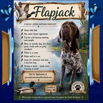Flapjack 2 -  German Shorthaired Pointer Dog for Adoption in East Wenatchee, Washington - Flapjack 2 | PetCurious