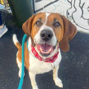 Rescue Hound Dogs for Adoption in Cranston, Rhode Island - PARKER | PetCurious