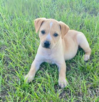 Maddie -  Yellow Labrador Retriever and Terrier Dog for Adoption in Glocester, Rhode Island - Maddie | PetCurious