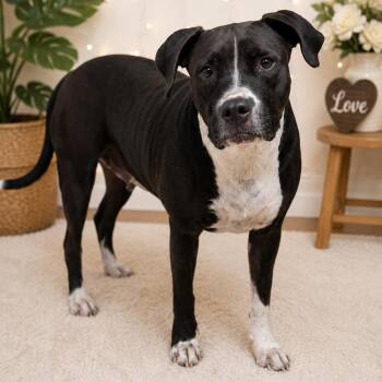 Tia -  English Bulldog and Mixed Breed Dog for Adoption in Buchanan Dam, Texas - Tia | PetCurious