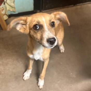 Misdemeanor -  Mixed Breed Dog for Adoption in Graham, Texas - Misdemeanor | PetCurious