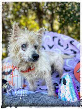 Keller -  West Highland White Terrier Westie Dog for Adoption in Sebring, Florida - Keller | PetCurious