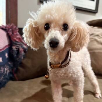 Rescue Poodle Dogs for Adoption in Lee