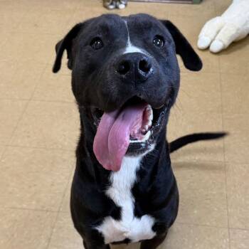 Acer -  Labrador Retriever and English Bulldog Dog for Adoption - Acer | PetCurious