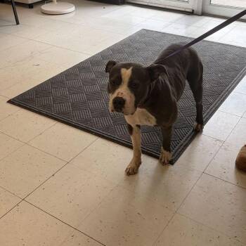 Hooba Noobie -  Mixed Breed Dog for Adoption in Davenport, Iowa - Hooba Noobie | PetCurious