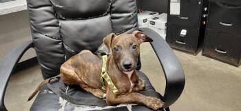 Oden -  Mixed Breed Dog for Adoption in Henderson, North Carolina - Oden | PetCurious