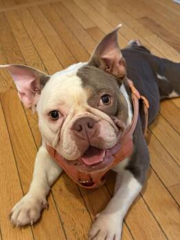 Sugar -  English Bulldog and French Bulldog Dog for Adoption in Chicago, Illinois - Sugar | PetCurious