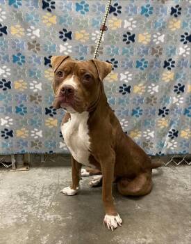 Pit Bull Terrier Dogs Available for Adoption - SEYMORE | PetCurious