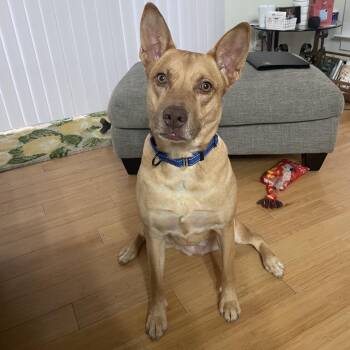Gia -  Mixed Breed Dog for Adoption in Fredericksburg, Virginia - Gia | PetCurious
