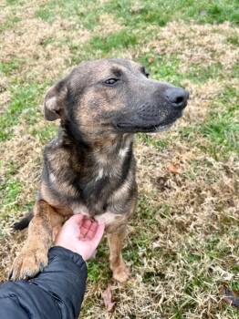 Maple -  Dutch Shepherd Dog for Adoption in Lexington, Kentucky - Maple | PetCurious