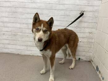 ALPHA -  Siberian Husky Dog for Adoption in San Bernardino, California - ALPHA | PetCurious