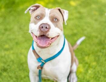 JULISSA -  Pit Bull Terrier and Mixed Breed Dog for Adoption in San Jose, California - JULISSA | PetCurious