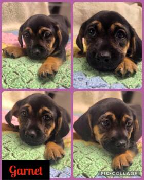 Garnet -  Dachshund and Chihuahua Dog for Adoption in Newport, Kentucky - Garnet | PetCurious