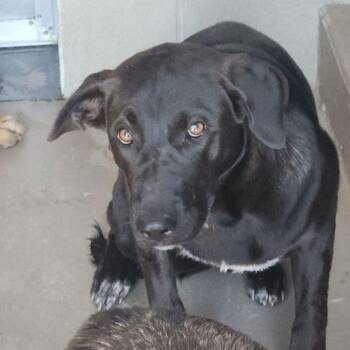 London -  Shepherd and Labrador Retriever Dog for Adoption in Kingman, Arizona - London | PetCurious