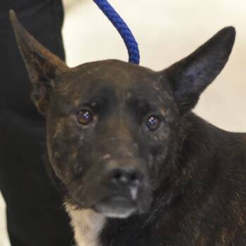 Rescue Shepherd and Mixed Breed Dogs for Adoption in Port Charlotte, Florida - Force | PetCurious