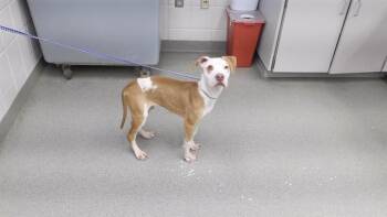 Labrador Retriever and Mixed Breed Dogs Available for Adoption - FLYNN | PetCurious