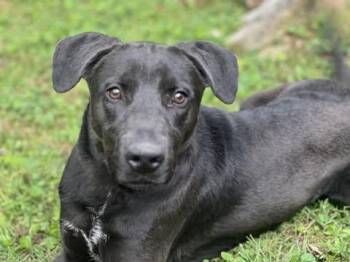 Black Labrador Retriever Dogs Available for Adoption in Zuni, Virginia - Sonny | PetCurious