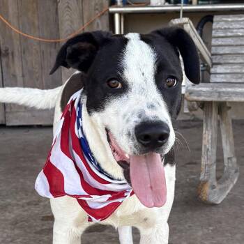 Smee -  English Pointer and Great Pyrenees Dog for Adoption in Boerne, Texas - Smee | PetCurious