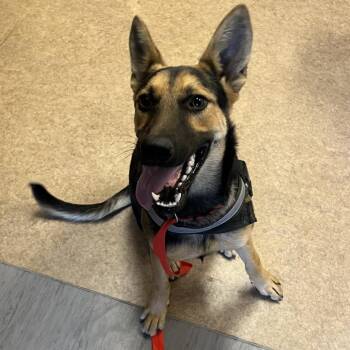 Avril -  German Shepherd Dog Dog for Adoption in Palm Springs, California - Avril | PetCurious