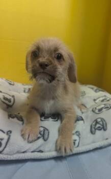 Scooter -  Terrier and Chihuahua Dog for Adoption in Houston, Texas - Scooter | PetCurious