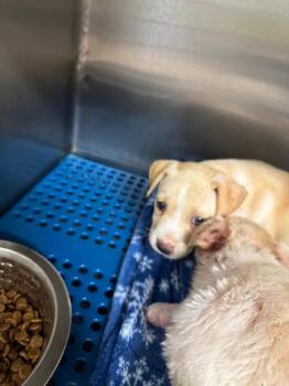 Bulger -  Labrador Retriever Dog for Adoption in Nacogdoches, Texas - Bulger | PetCurious
