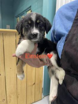 Einstein -  Australian Shepherd and Mixed Breed Dog for Adoption in Chattanooga, Tennessee - Einstein | PetCurious