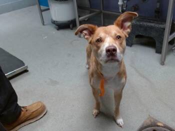 PUA (POOH UH) -  Labrador Retriever and Mixed Breed Dog for Adoption in Albuquerque, New Mexico - PUA (POOH UH) | PetCurious