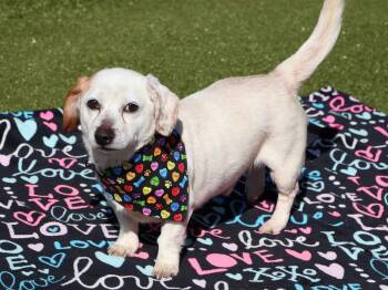 Beagle Dogs Available for Adoption - Benji Athens | PetCurious