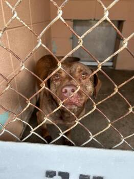 Luci -  Pit Bull Terrier Dog Available for Adoption in Gautier, Mississippi - Luci | PetCurious