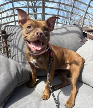 Boston Terrier Dogs Available for Adoption - Roja  | PetCurious