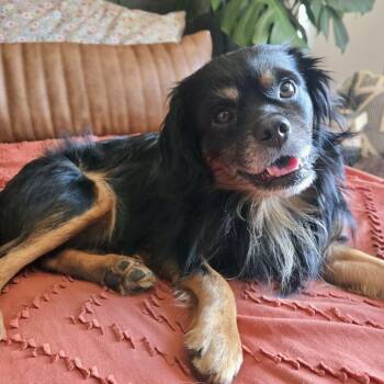 Homer -  Cavalier King Charles Spaniel Dog for Adoption in Mead, Colorado - Homer | PetCurious