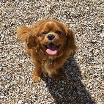 Cavalier King Charles Spaniel Dogs Available for Adoption in Broken Arrow, Oklahoma - Logan | PetCurious
