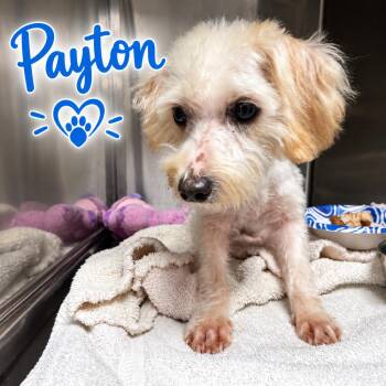 Payton -  Maltese and Poodle Dog for Adoption in San Diego, California - Payton | PetCurious