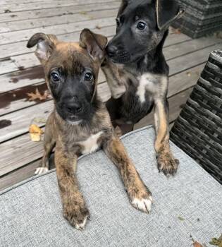 Skittles -  Mountain Cur Dog for Adoption in Willingboro, New Jersey - Skittles | PetCurious