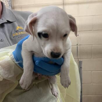 Tagged Sylveon -  Mixed Breed Dog Available for Adoption in TIMBERCRK CYN, Texas - Tagged Sylveon | PetCurious