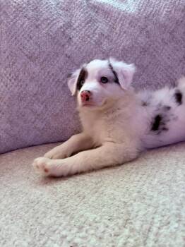 Border Collie Dogs Available for Adoption in Germantown, Ohio - Jenny Lopez | PetCurious