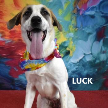 Mixed Breed Dogs Available for Adoption in Yuma, Arizona - Luck | PetCurious