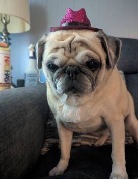 Potato -  Pug Dog for Adoption in Hillsborough, North Carolina - Potato | PetCurious