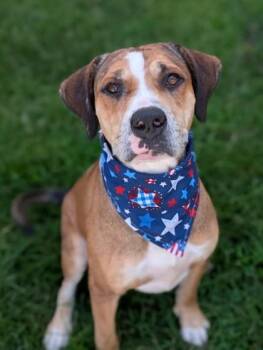 Chuck -  Terrier Dog for Adoption in Gulfport, Mississippi - Chuck | PetCurious