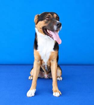 ABNER -  Shepherd Dog for Adoption in Pasadena, California - ABNER | PetCurious