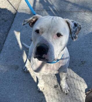 Mixed Breed Dogs Available for Adoption in Palmetto, Florida - JAKE | PetCurious