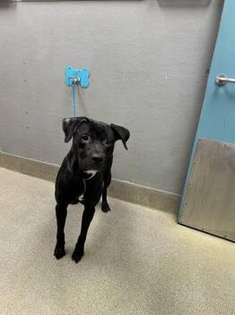 Pit Bull Terrier and Mixed Breed Dogs Available for Adoption in Las Vegas, Nevada - JOJO BEAN | PetCurious