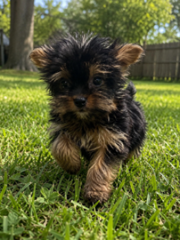 Georgia -  Yorkshire Terrier Dog for Sale in Cuero, Texas - Georgia | PetCurious