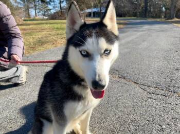Rescue Husky Dogs for Adoption in Fleetwood, Pennsylvania - Roxy | PetCurious