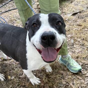 Pit Bull Terrier Dogs Available for Adoption in Columbia, South Carolina - Daffodil | PetCurious
