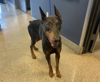JEDI -  Doberman Pinscher Dog for Adoption in Doral, Florida - JEDI | PetCurious