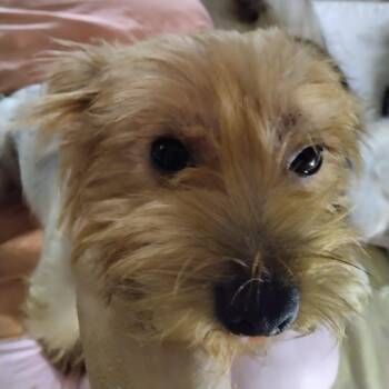 Scamp -  Chihuahua and Yorkshire Terrier Dog for Adoption in Webster, Texas - Scamp | PetCurious