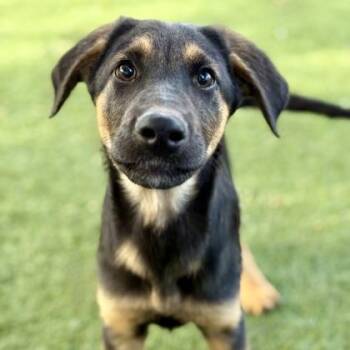 Rescue Rottweiler Dogs for Adoption in Red Bluff, California - Octavio | PetCurious