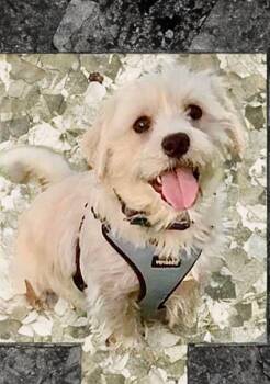Gregory -  Terrier Dog for Adoption in Las Vegas, Nevada - Gregory | PetCurious