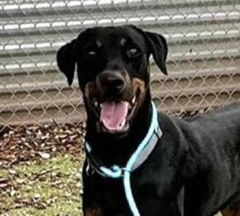Percy -  Doberman Pinscher Dog for Adoption in Austin, Texas - Percy | PetCurious